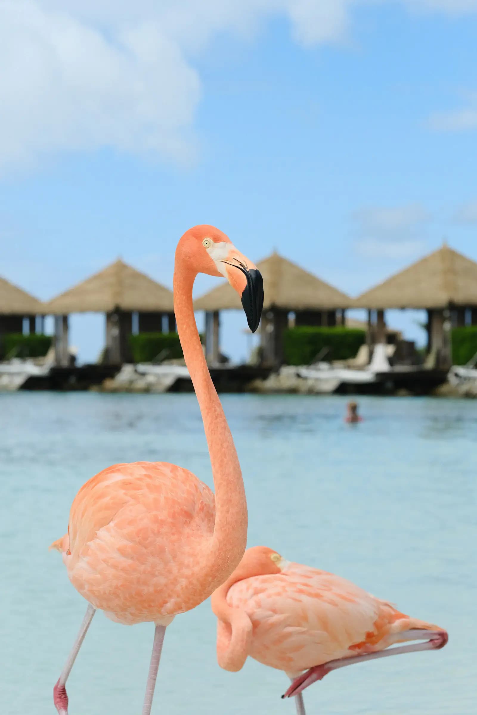 Flamingos wading in shallow water off an Aruba beach