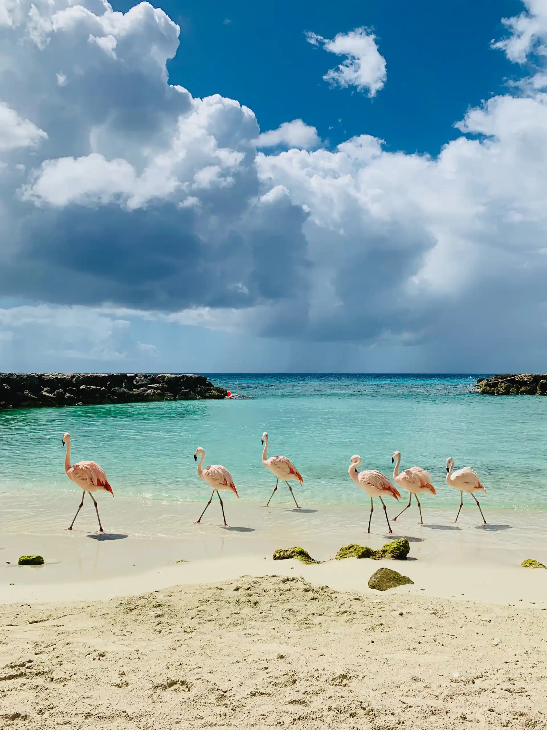 Flamingos on a white-sand Aruba beach